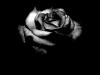 Ayperos's picture