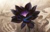 Hawkfeather's picture